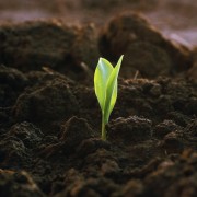 Плодородный грунт